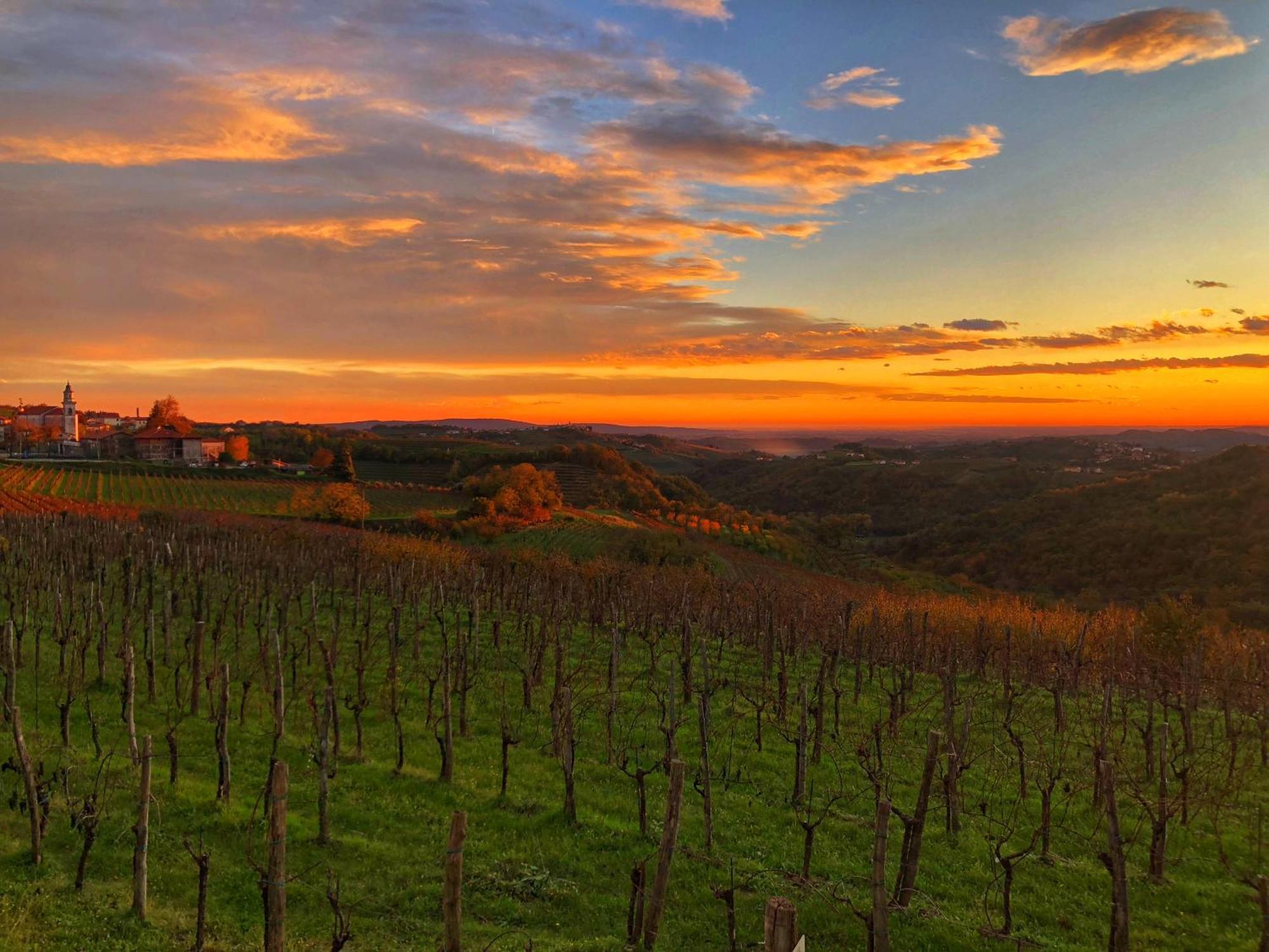 KojskoPeterc Vineyard Estate住宿加早餐旅馆 外观 照片